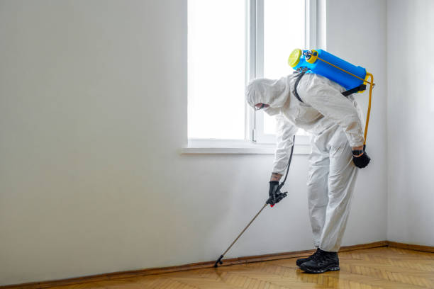 Best Termite Control Services  in Ckam Housing, HI